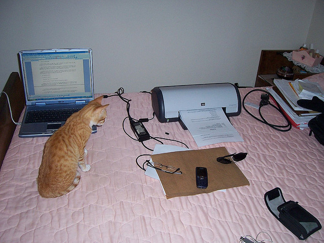 如果程序员是猫，你是哪只猫？